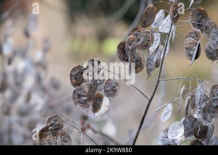 Silbrig getrocknete Samenkapseln der Lunaria Annua Pflanze, genannt Ehrlichkeit oder jährliche Ehrlichkeit. Fotografiert im Spätherbst in Wisley, Surrey UK. Stockfoto