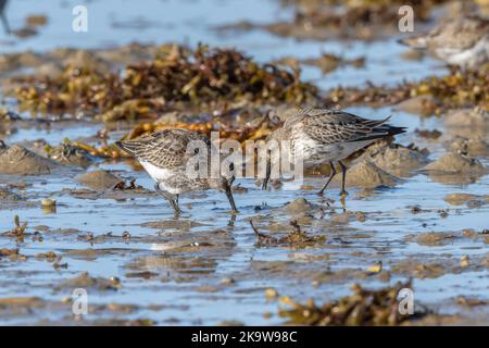 Gruppe von Dunlin, Calidris alpina, die am Ufer des Strandes von Calidris, Dorset, ernährt. Stockfoto