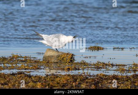 Junge Sandwichseeschwalbe, Thalasseus sandvicensis, im Herbst kurz vor der Südwanderung. Khsil, Dorset. Stockfoto
