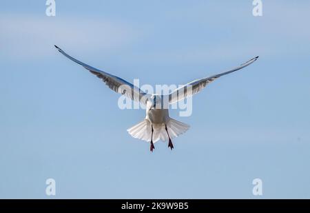 Schwarzkopfmöwe, Chroicocephalus ridibundus, im Spätherbst im Flug an der Küste. Stockfoto