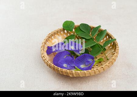 Telang Blume, unga Telang (Clitoria ternatea) ist eine Rebe, die in der Regel in Gärten oder Waldränder gefunden hat viele gesundheitliche Vorteile. Stockfoto