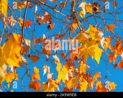 Herbstlicher und belaubter Hintergrund. Hintergrundbeleuchtete, braune, orange, gelbe und rote Blätter mit blauem Himmel Stockfoto