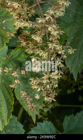 Wildhüpfen, Humulus lupulus, weibliche Pflanze im Herbst blüht. Stockfoto