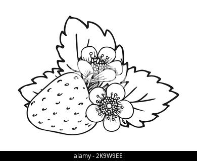 Handgezeichnete Skizze der süßen Erdbeere. Waldbeeren verzweigen. Malbuch Linie Kunst der gesunden frischen Bauernhof Bio-Beerenernte. Blütenbusch mit saftigen Erdbeeren, Blumen und Blättern aus der Nähe Stock Vektor