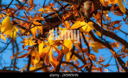 Herbstlicher und belaubter Hintergrund. Hinterleuchtete kastanienbraune, orange und gelbe Blätter Stockfoto