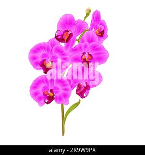 Zweig Orchidee Phalaenopsis lila Blüten und Blätter tropischen Pflanzen Stamm und Knospen auf einem weißen Hintergrund vintage Vektor botanische Illustration für Stock Vektor