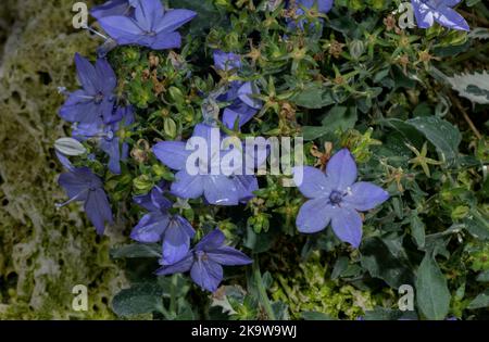 Italienische Glockenblume, Campanula isophylla blüht im Herbst; Italien. Stockfoto