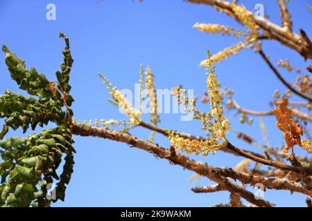 Detail des Weihrauchbaums (Boswellia sacra) in der Nähe von Salalah im Oman Stockfoto