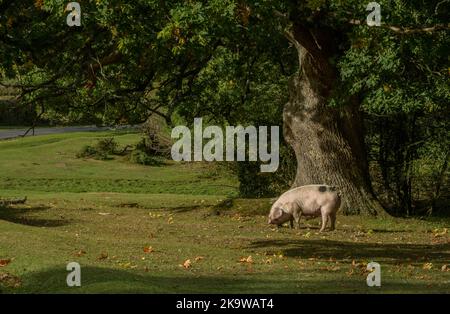 Gloucestershire Old Spot Schwein auf Pannage, Ausübung der gemeinsamen Rechte in der Nähe von Minstead im New Forest National Park, Hampshire. Herbst. Stockfoto