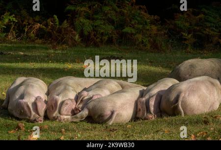 Gloucestershire Old Spot Schweine - Sau und Ferkel - in der Nähe von Minstead im New Forest National Park, Hampshire. Herbst. Stockfoto