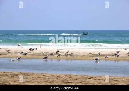 Möwen und Pelikane an der Küste bei salalah im oman Stockfoto