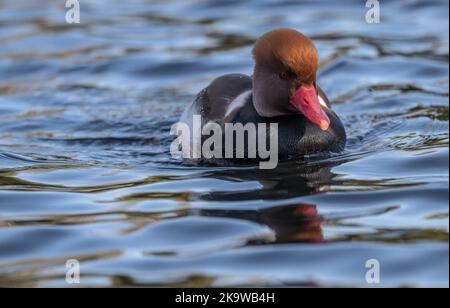 Rüde Rotschurmtapard, Netta rufina, Schwimmen und Füttern am See. Stockfoto