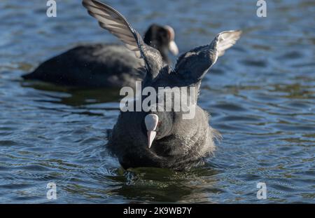 Coot, Fulica atra, mit aggressivem Verhalten, auf See. Stockfoto