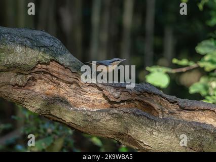 Nuthatch, Sitta europaea, Fütterung von gefallenen Bäumen im Wald. Stockfoto