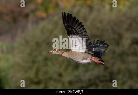 Ägyptische Gans, Alopochen aegyptiaca, Tadorninae, Shelduck-Sheldgoose, Unterfamilie, Anatidae, Stockfoto