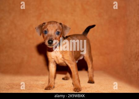 Ein charmanter, brauner Welpe steht auf braunem Hintergrund. Mini-Pinscher, glatter, kleiner Hund. Reinrassige, reinrassige Pinscher. Nahaufnahme. Hochformat. Stockfoto