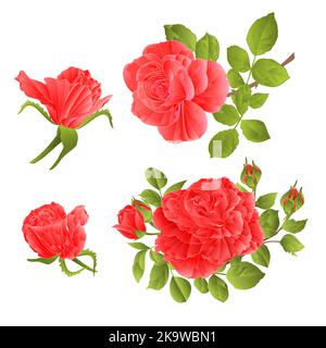 Rote Rosen mit Knospen und Blättern vintage auf weißem Hintergrund setzen erste Vektor-Illustration editierbare Hand zeichnen Stock Vektor