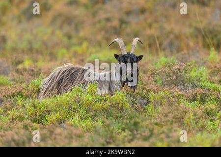 Wilde Feral Ziege in Glen Strathfarrar, Schottische Highlands. Eine lange gehörnte, langhaarige, wilde ziege, wachsam und nach vorne zeigend, kautende Gräser. Sc Stockfoto