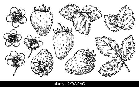 Set aus Erdbeerleinen. Schwarze und weiße Beeren Blätter Blüten. Cartoon handgezeichnete wilde Erdbeeren zum Ausmalen Buchseite, Scrapbooking Schablone, Nagelstempel, Lasergravur, Badge Pin, Etikett mit Fruchtanhänger Stock Vektor