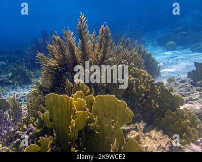 Karibisches Korallenriff vor der Küste der Insel Bonaire Stockfoto