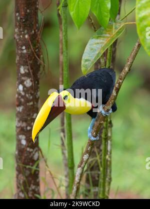 Gelbkehle Toucan (Schwarzmandibel), der auf einem moosigen Zweig in den tropischen Regenwäldern thront, Boca Tapada, Laguna de Lagarto Lodge, Costa Rica Stockfoto