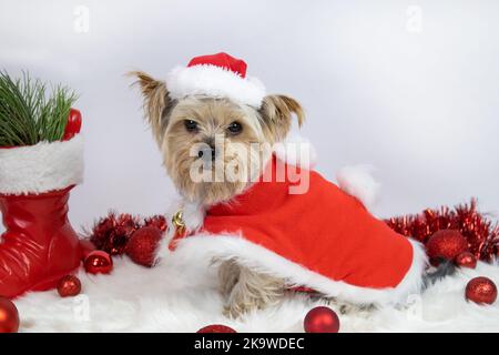 Yorkshire Terrier Hund als Weihnachtsmann gekleidet sitzt auf einem weichen Teppich, Weihnachtskugeln Stockfoto