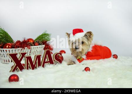 Yorkshire Terrier Hund in einem weihnachtsmann Kostüm und der Inschrift Xmas Stockfoto