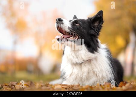 Happy Border Collie während der Herbstsaison. Lächelnder schwarzer und weißer Hund liegt im October Park. Stockfoto