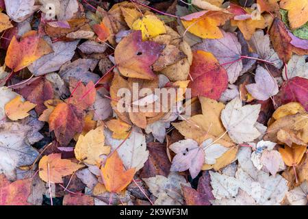 Herbst Blätter Farbe Hintergrund während des November fallen auf den Waldboden von einem Ahornbaum gefallen, Stock Foto Bild Stockfoto