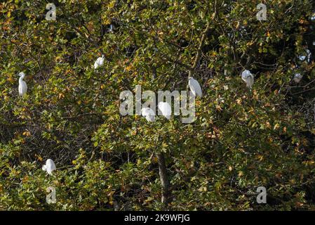 Roosting Little Egrets (Egretta garzetta) Stockfoto