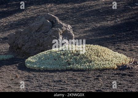 Ein Klumpen sizilianischer Milchkätzchen (Astragulus siculus), der in vulkanischer Asche hoch an den Hängen des Ätna auf Sizilien wächst Stockfoto