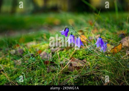 Große violette Glockenblumen in der Nahaufnahme. Wildblumen im Herbstwald. Stockfoto