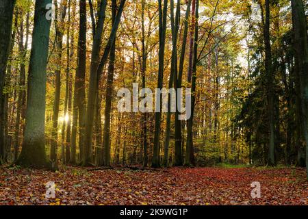 Sonnenuntergang im herbstlichen Buchenwald. Sonnenstrahlen, die durch den Dunst zwischen Buchenstämmen leuchten. Stockfoto