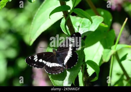 Weißer Admiralschmetterling Limenitis camilla in Northamptonshire, England Stockfoto