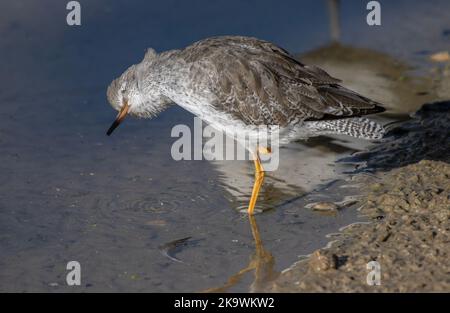 Rotschenkel, Tringa totanus, Waschen und Preening am Ufer. Stockfoto