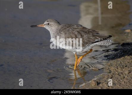 Rotschenkel, Tringa totanus, am Ufer, Herbst. Stockfoto