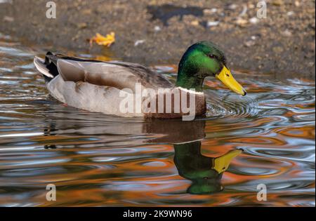 Männlicher Mallard, Anas platyrhynchos, schwimmend auf See im Herbst, mit reflektierten roten Ahorn dahinter. Stockfoto