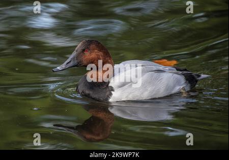 Männliche Canvasback, Aythya valisineria, Schwimmen und Fütterung auf See im Herbst. Stockfoto