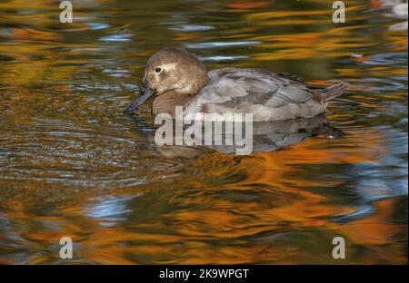 Weibliche Canvasback, Aythya valisineria, Schwimmen und Fütterung auf See im Herbst, mit reflektierten roten Ahorn dahinter. Stockfoto