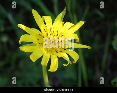 Die Wiese salsify Tragopogon pratensis in Picos Mountains, Nordspanien Stockfoto