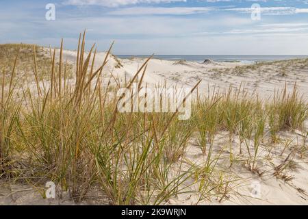 Gemischte Dünenwiesen bilden sich, wo Wind und Salzsprühnebel die Entstehung von Sträuchern oder Bäumen verhindern Stockfoto