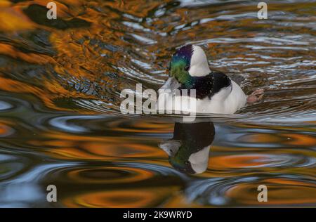 Männliche Bufflehead, Bucephala Albeola, Schwimmen und Fütterung auf See im Herbst, mit reflektierten roten Ahorn dahinter. Stockfoto