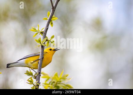 Prothonotarrohrsänger - Protonotaria citrea Stockfoto