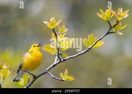 Prothonotarrohrsänger - Protonotaria citrea Stockfoto