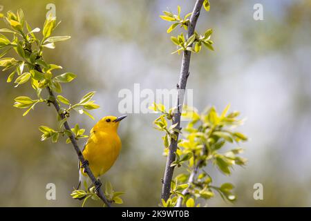 Prothonotarrohrsänger - Protonotaria citrea Stockfoto