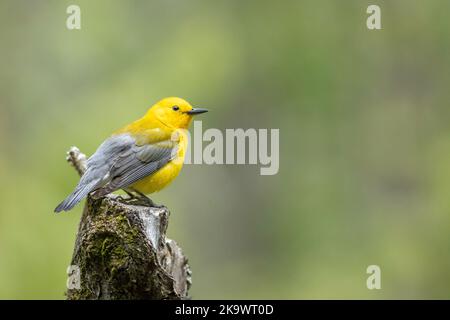 Prothonotarrohrsänger - Protonotaria citrea Stockfoto