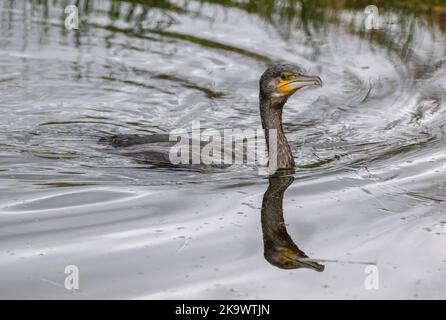 Junger Kormoran, Phalacrocorax carbo, der nach dem Tauchen auf Nahrung auftaucht. Stockfoto