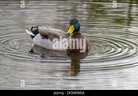 Männlicher Mallard, Anas platyrhynchos, Fütterung und Aufzüchten am See, im Spätherbst. Stockfoto