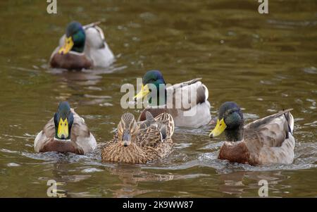 Männliche Mallards, Anas platyrhynchos, sammeln sich zu Beginn der Brutsaison um Weibchen. Stockfoto