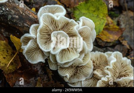 Variable Austernpilze, Crepidotus variabilis Pilze auf gefallenen Ast im Wald. Stockfoto